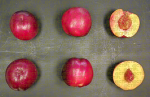 Fiches variétales Pêches Nectarines - Variété Honey Pride, nectarine à chair blanche (fruits)